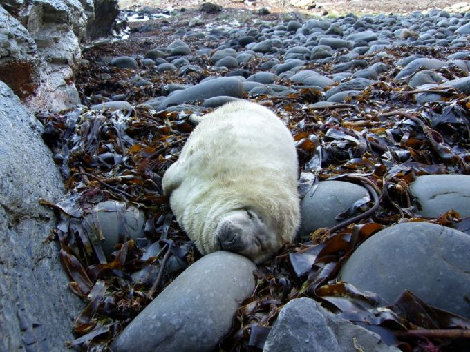 Snooze Time at Bromore Cliffs